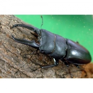 넓적사슴벌레 성충(수컷 56~62mm)